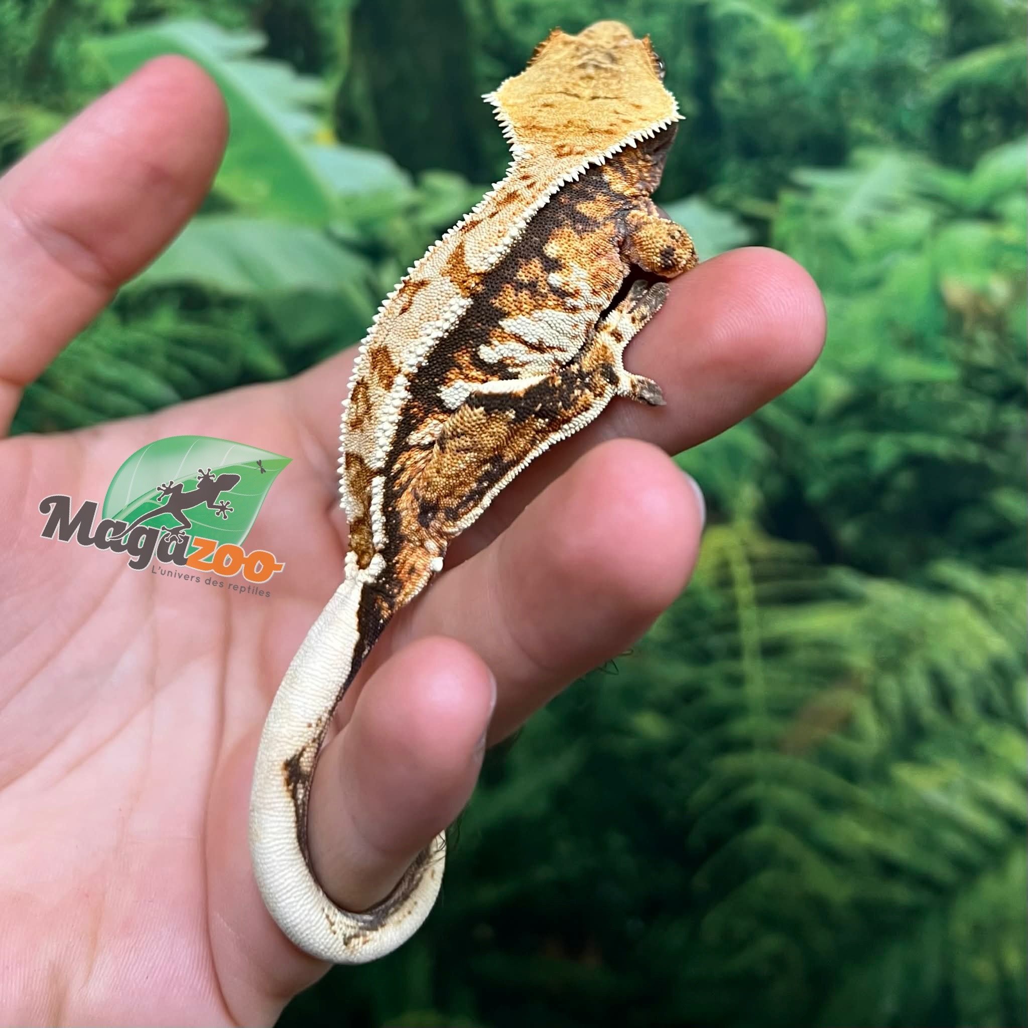 Magazoo Gecko à crête Harlequin Tricolore  #1 Mâle Juvénile