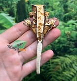 Magazoo Male Juvenile Harlequin, tricolor, Crested gecko #1