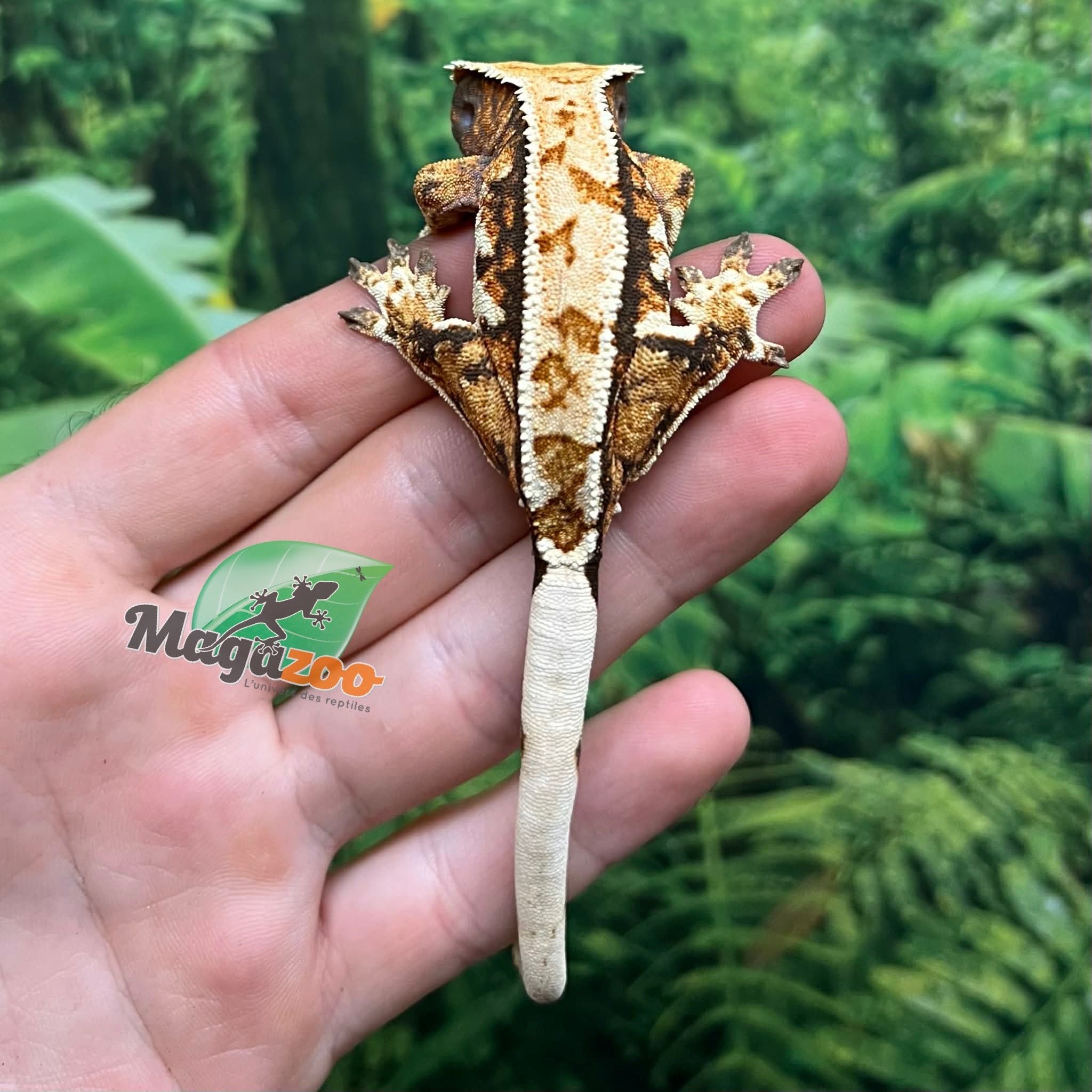 Magazoo Gecko à crête Harlequin Tricolore  #1 Mâle Juvénile