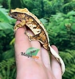 Magazoo Gecko à crête Harlequin Tricolore  #1 Mâle Juvénile