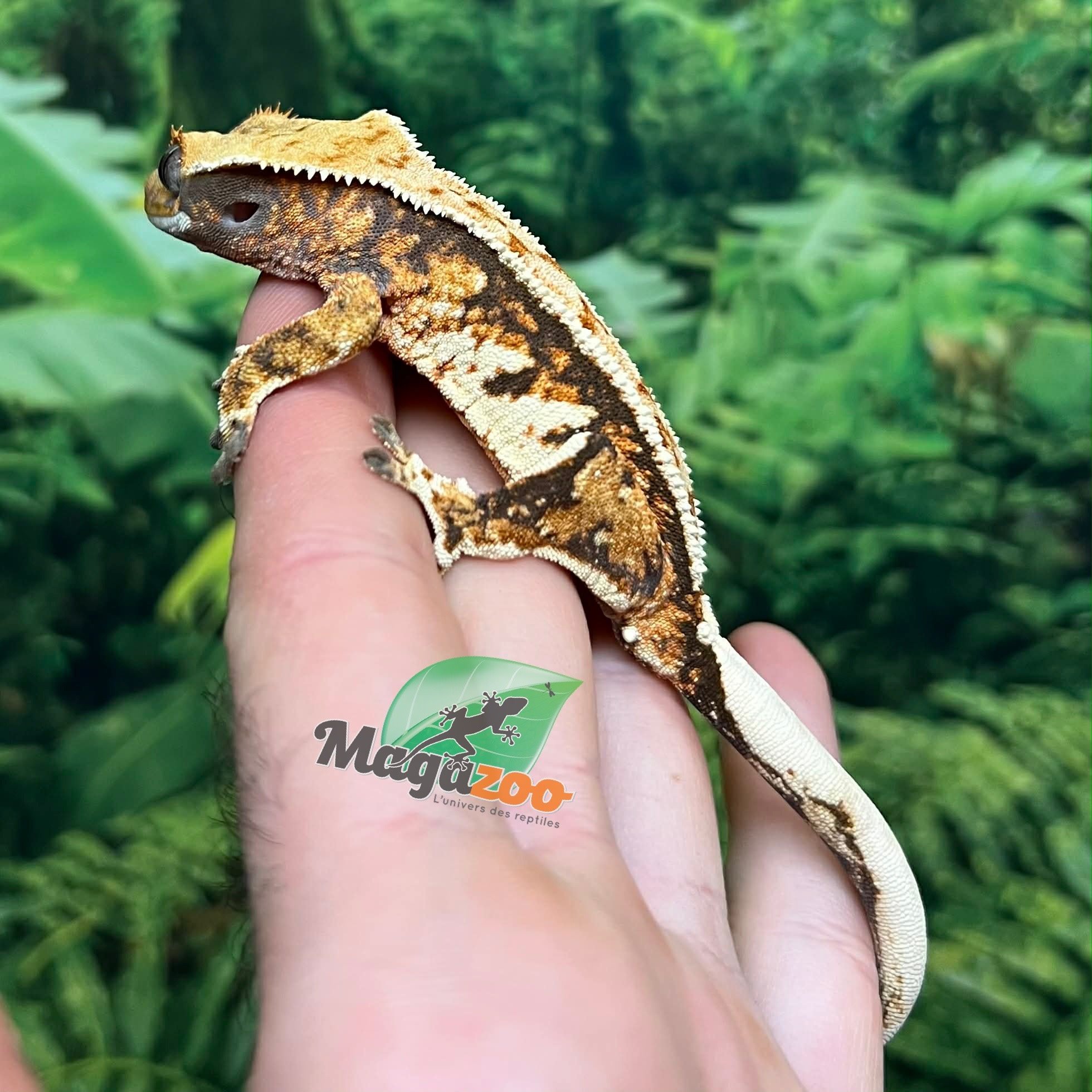 Magazoo Gecko à crête Harlequin Tricolore  #1 Mâle Juvénile
