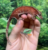 Magazoo Gecko à crête Dalmatien Confetti Rouge Mâle Juvénile