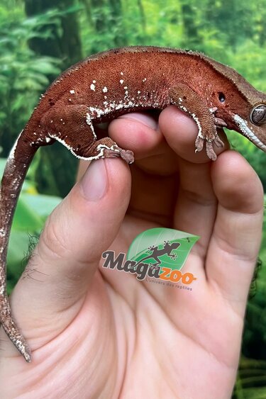 Magazoo Male Juvenile Red Confetti Dalmatian Crested Gecko