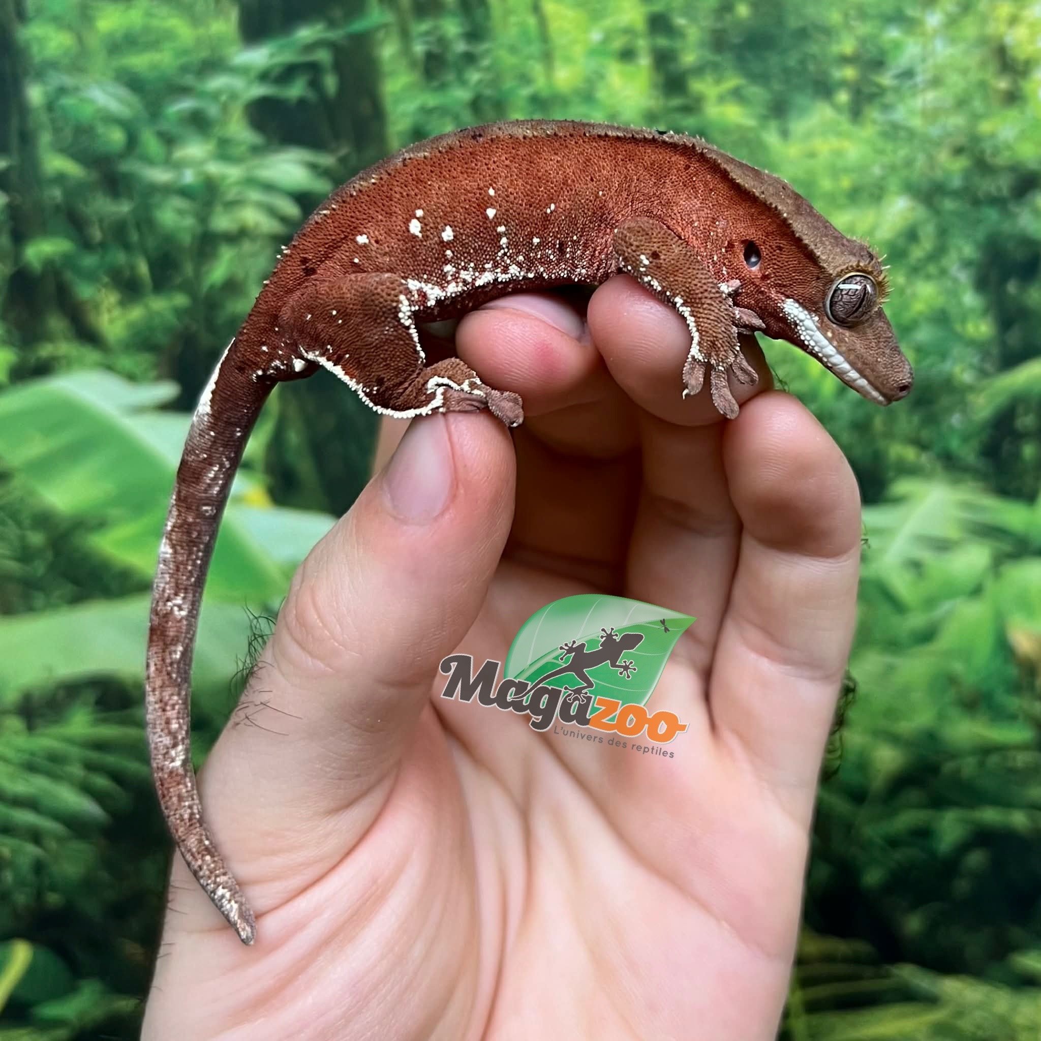 Magazoo Male Juvenile Red Confetti Dalmatian Crested Gecko