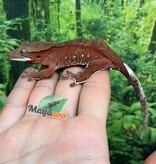 Magazoo Male Juvenile Red Confetti Dalmatian Crested Gecko