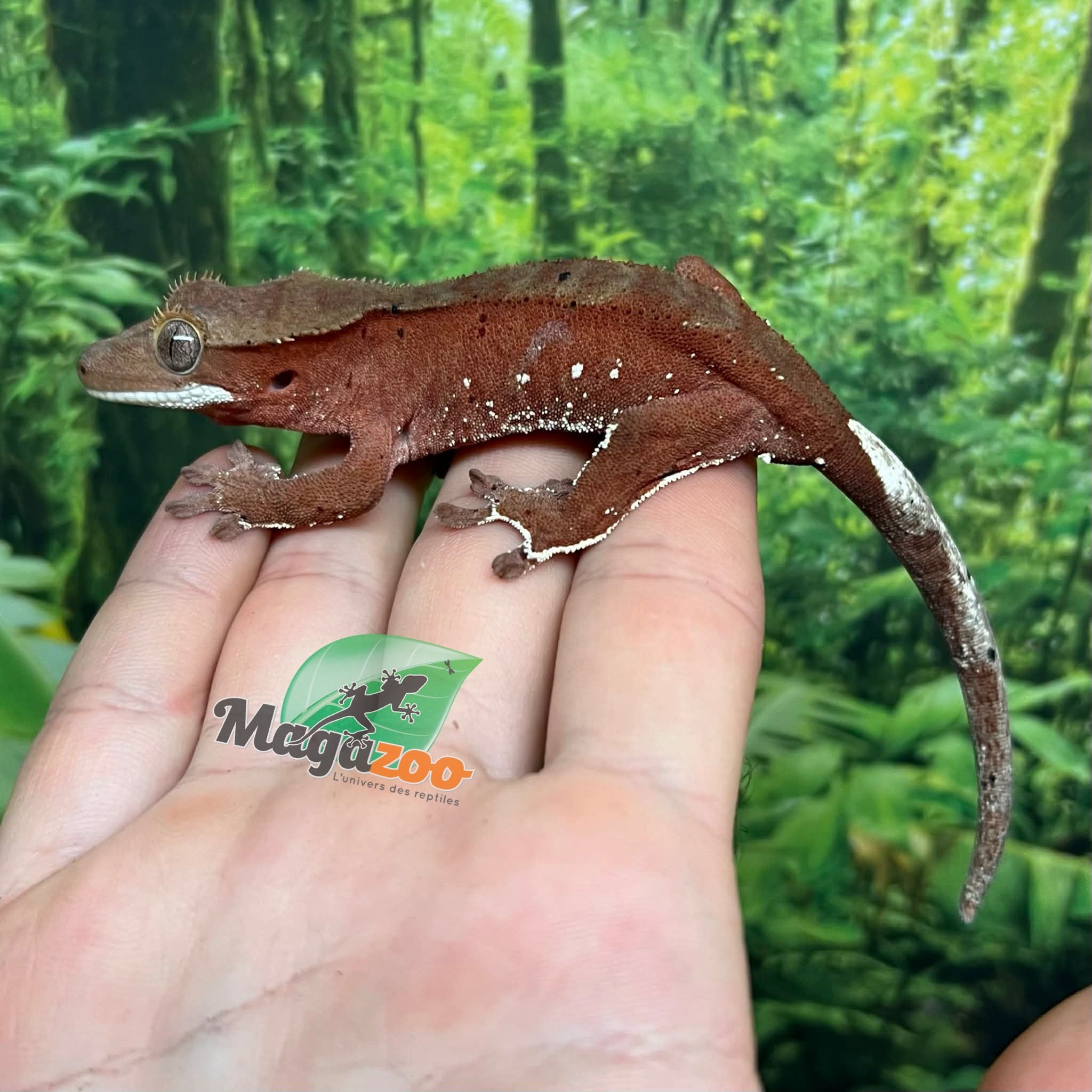Magazoo Male Juvenile Red Confetti Dalmatian Crested Gecko