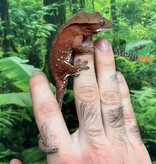 Magazoo Male Juvenile Red Confetti Dalmatian Crested Gecko