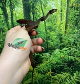 Magazoo Boa Arboricole d'Amazonie Bébé 2025 #1