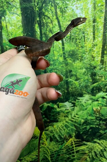 Magazoo Boa Arboricole d'Amazonie Bébé 2025 #1