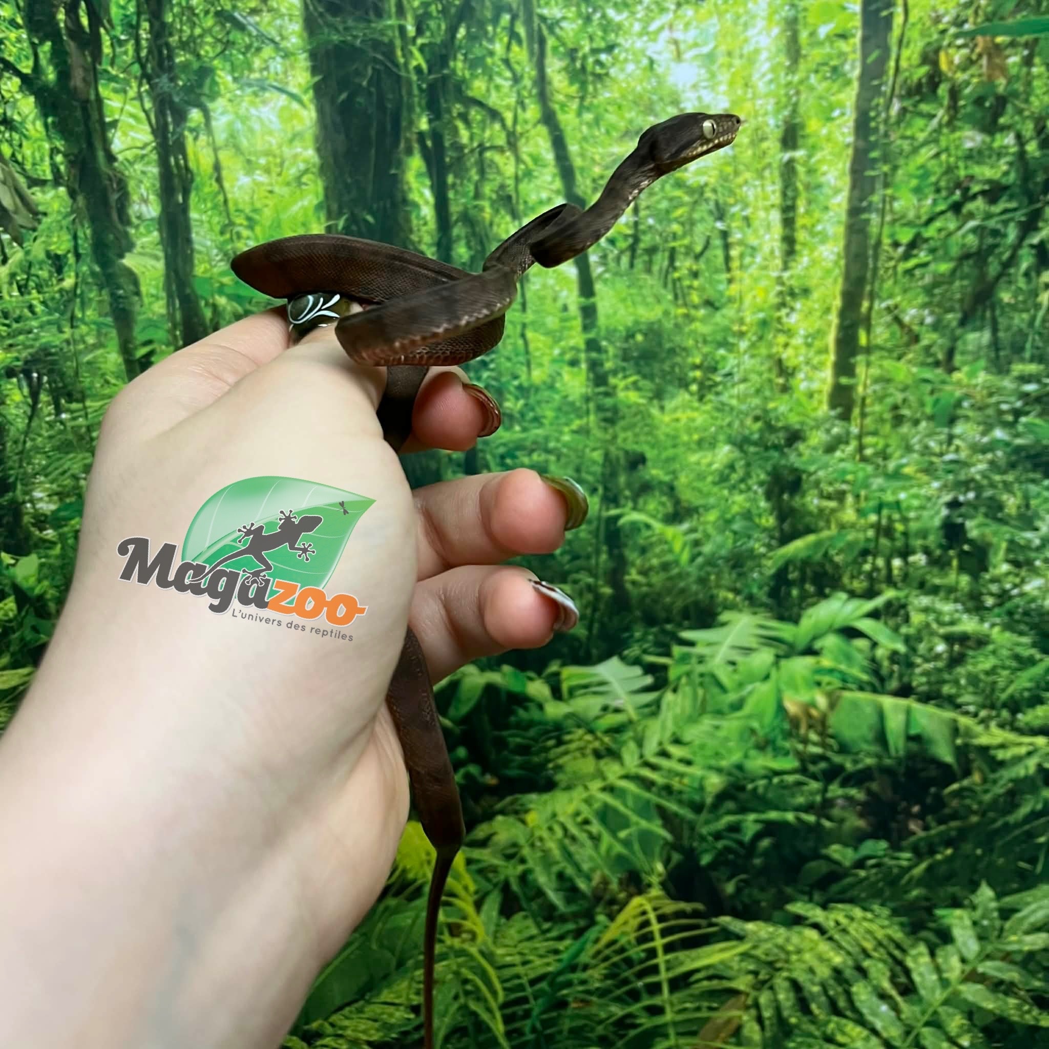 Magazoo Boa Arboricole d'Amazonie Bébé 2025 #1