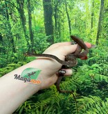 Magazoo Baby 2025 Amazone tree boa #1