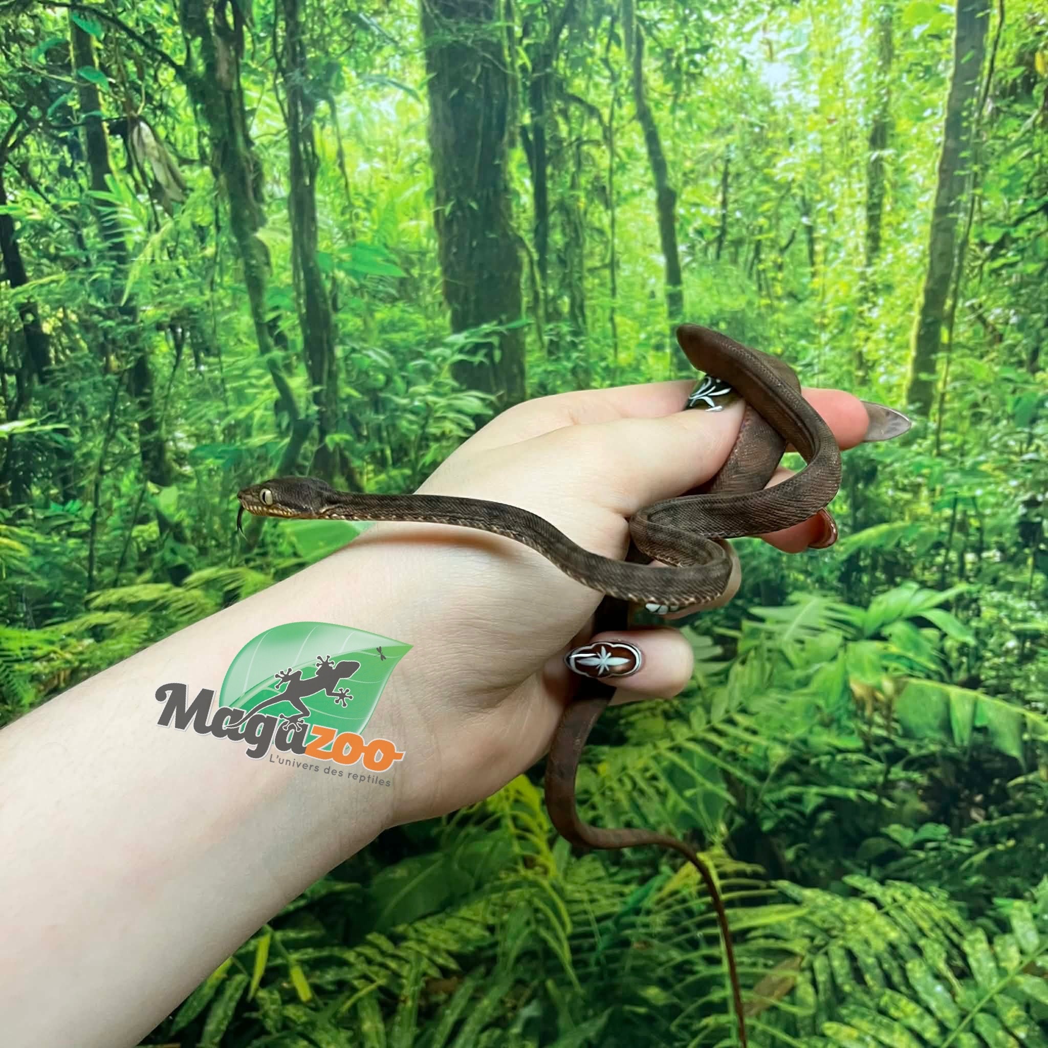 Magazoo Boa Arboricole d'Amazonie Bébé 2025 #1