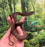 Magazoo Baby 2025 Amazone tree boa #2