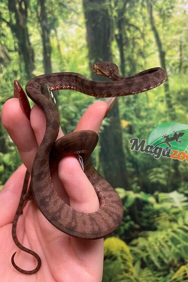 Magazoo Boa Arboricole d'Amazonie Bébé 2025 #2