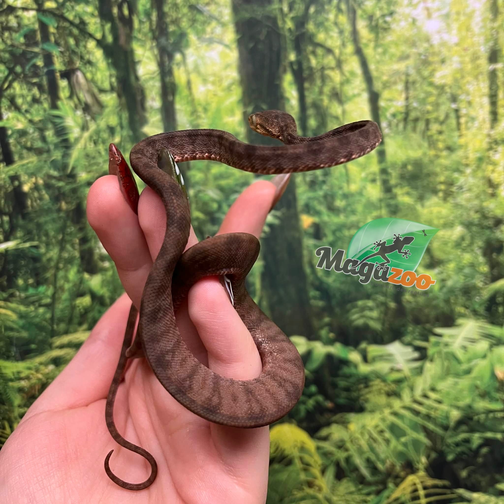 Magazoo Boa Arboricole d'Amazonie Bébé 2025 #2