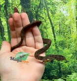 Magazoo Baby 2025 Amazone tree boa #2