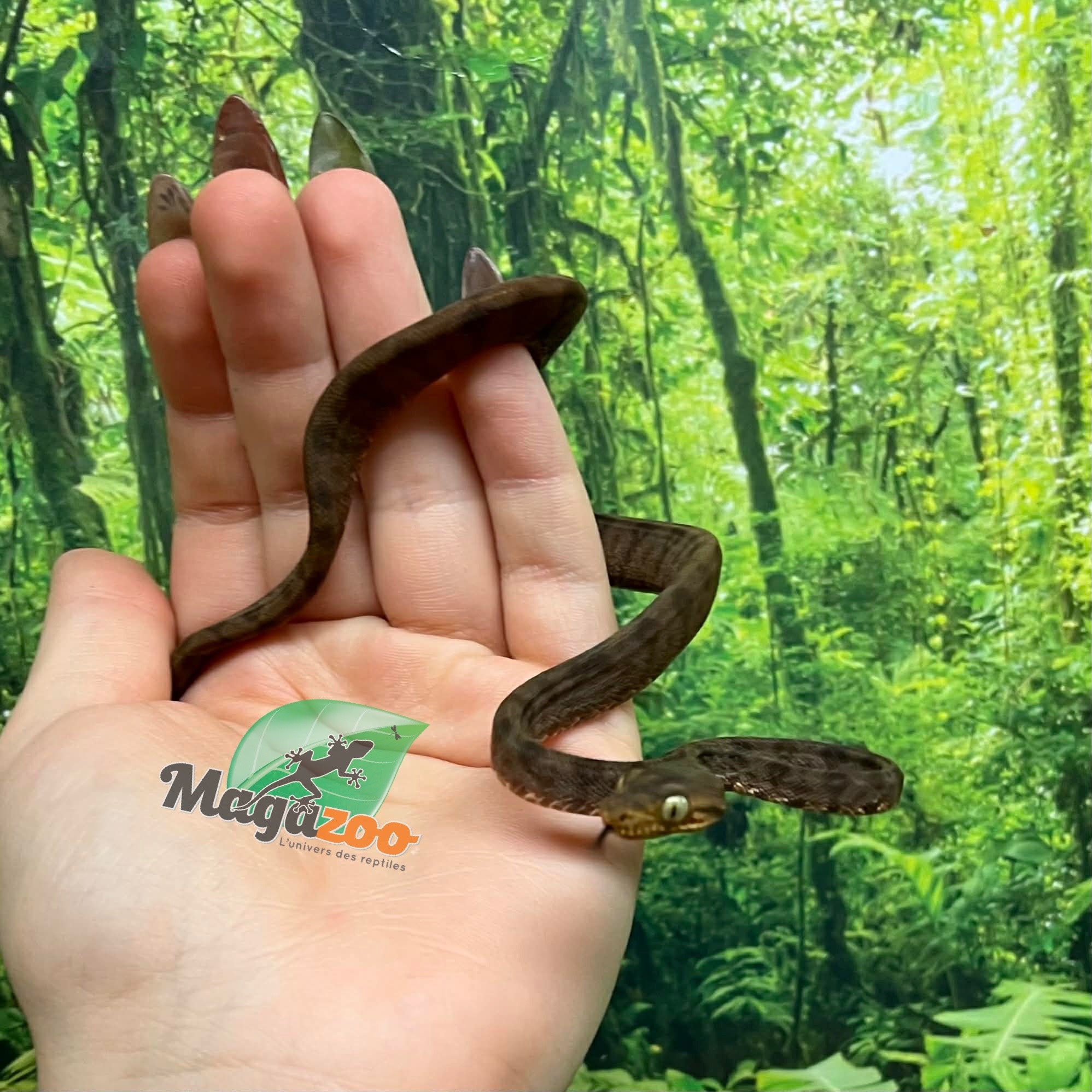 Magazoo Boa Arboricole d'Amazonie Bébé 2025 #2