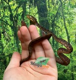 Magazoo Baby 2025 Amazone tree boa #2