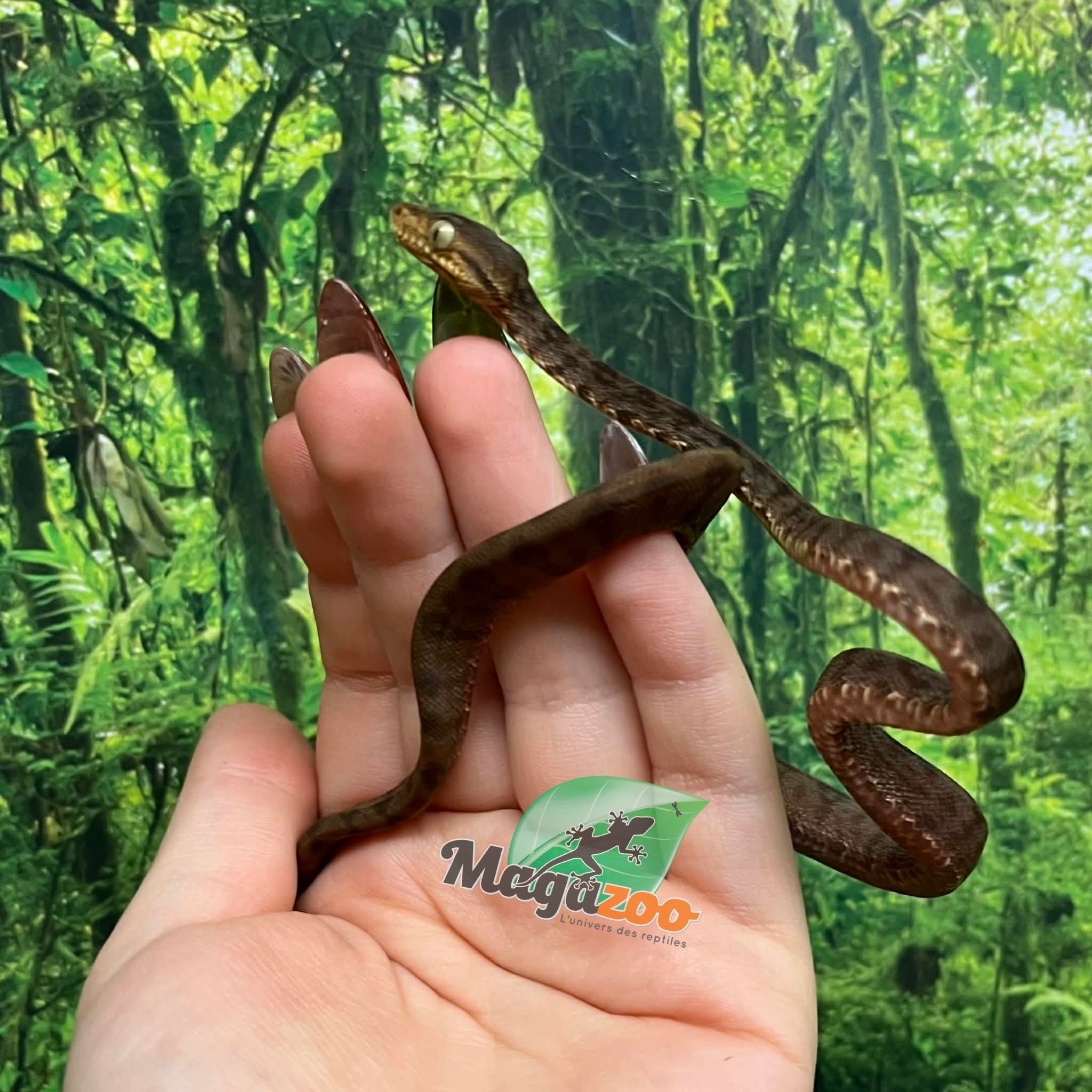 Magazoo Baby 2025 Amazone tree boa #2