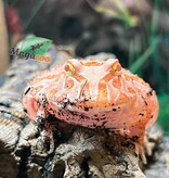 Magazoo Grenouille cornue d'Argentine fraise  (Pac Man) Strawberry #1