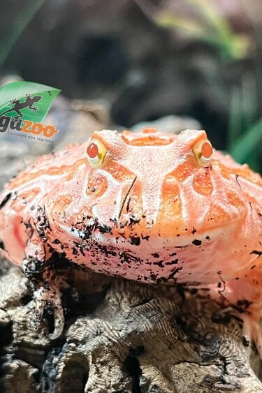 Magazoo Strawberry Horned frog (PacMan) #1