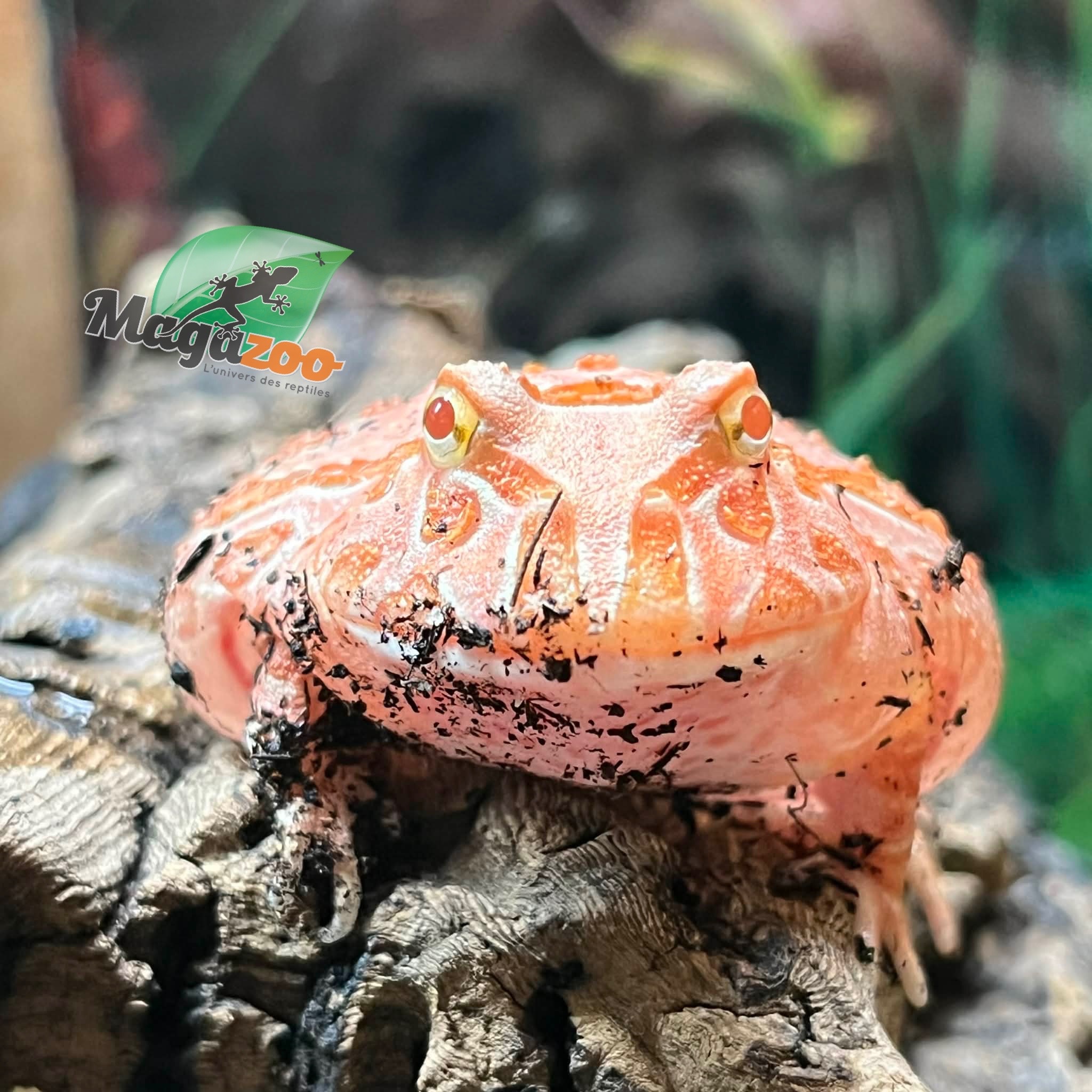Magazoo Strawberry Horned frog (PacMan) #1