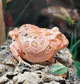 Magazoo Strawberry Horned frog (PacMan) #1