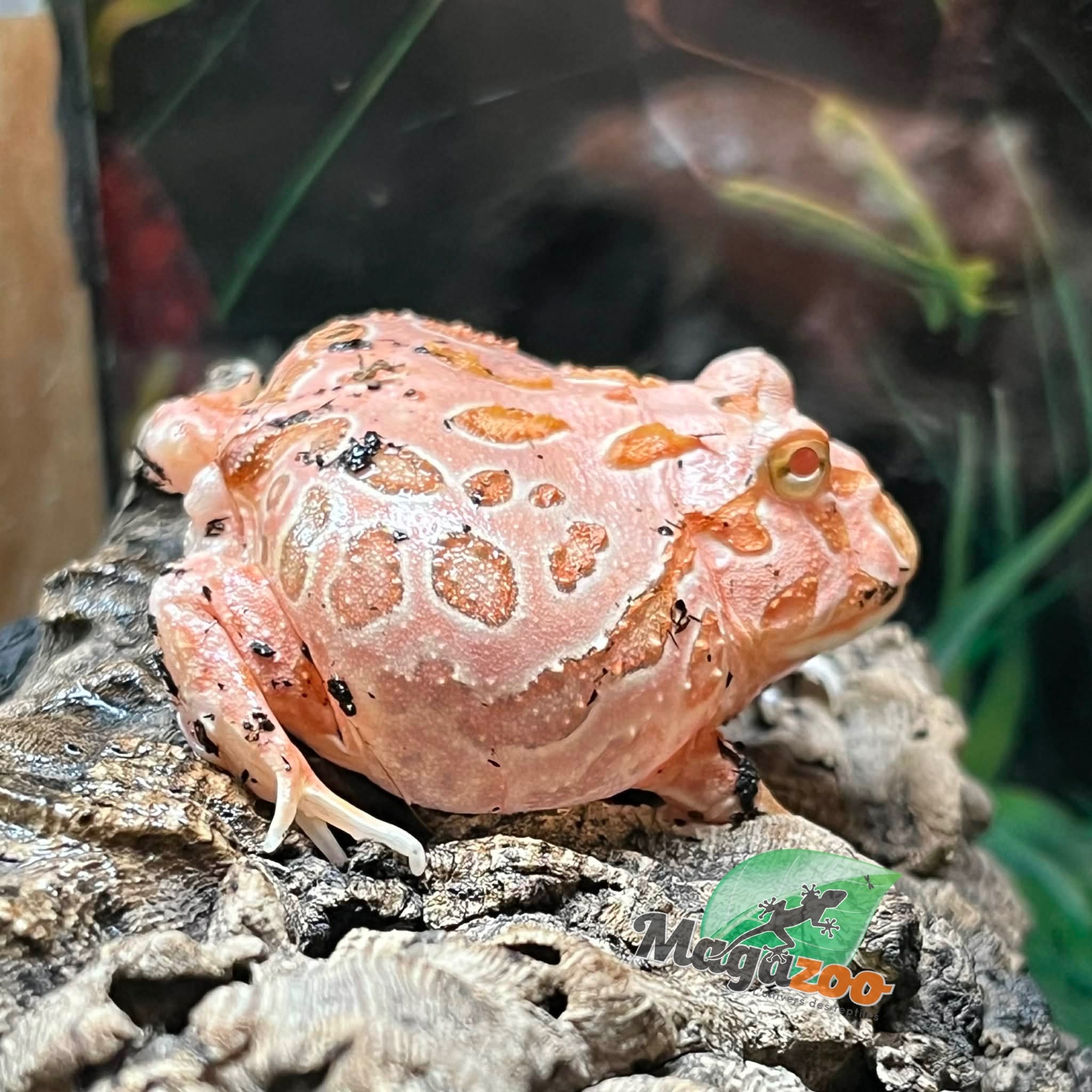 Magazoo Grenouille cornue d'Argentine fraise  (Pac Man) Strawberry #1