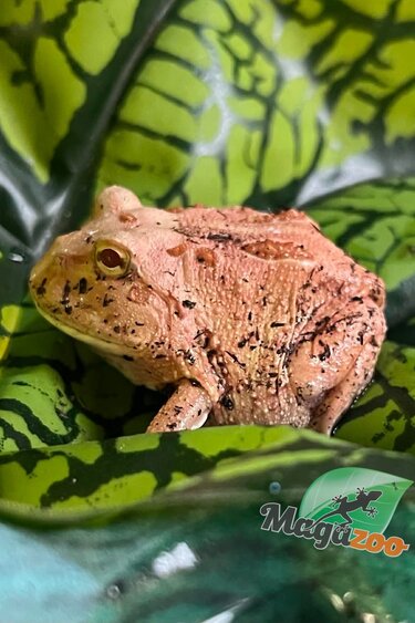 Magazoo Strawberry Horned frog (PacMan) #2