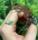 Magazoo Female Australian barking gecko #2