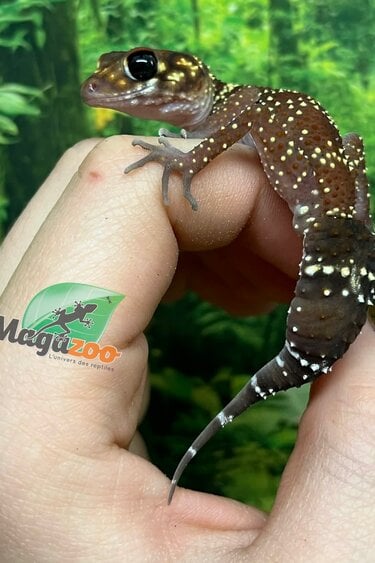 Magazoo Female Australian barking gecko #2