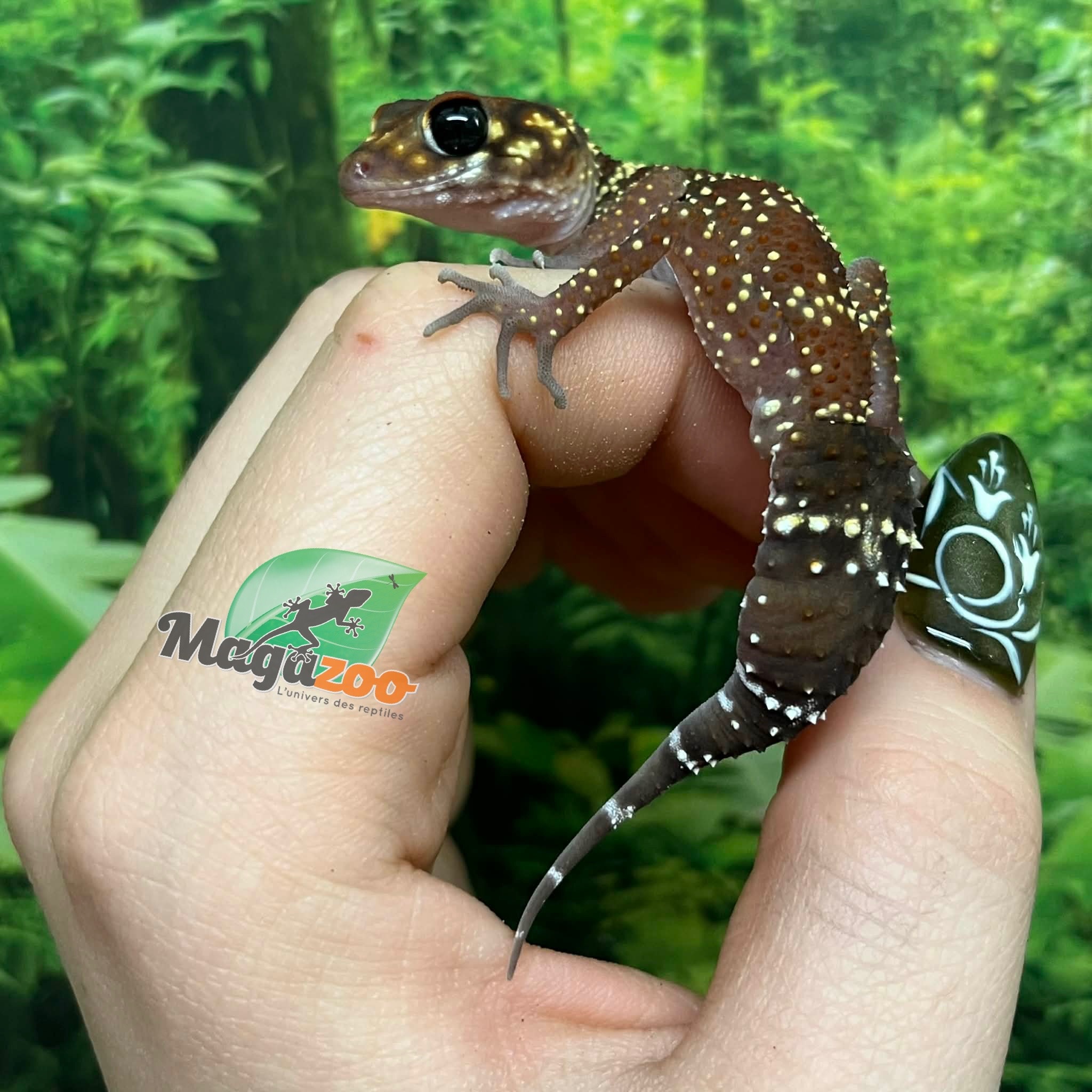 Magazoo Gecko aboyeur australien femelle (Australian barking gecko) #2