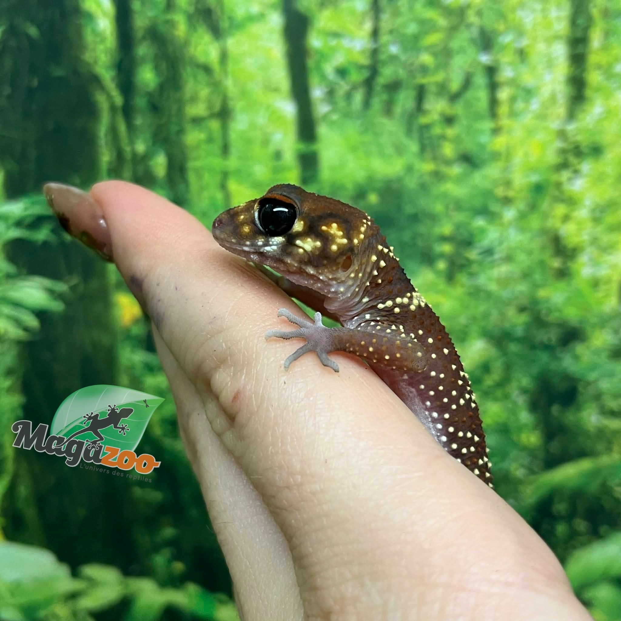 Magazoo Female Australian barking gecko #2