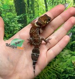 Magazoo Female Australian barking gecko #2