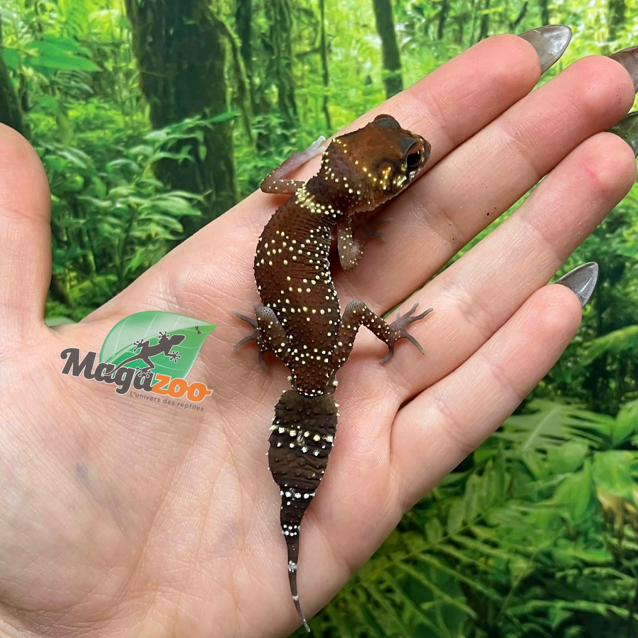 Magazoo Female Australian barking gecko #2