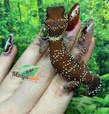 Magazoo Female Australian barking gecko #2