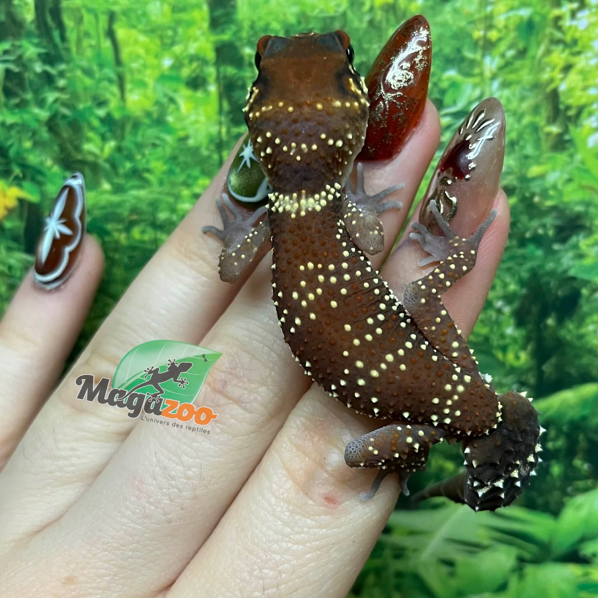 Magazoo Female Australian barking gecko #2