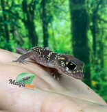 Magazoo Female Australian barking gecko #1