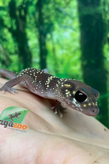 Magazoo Female Australian barking gecko #1