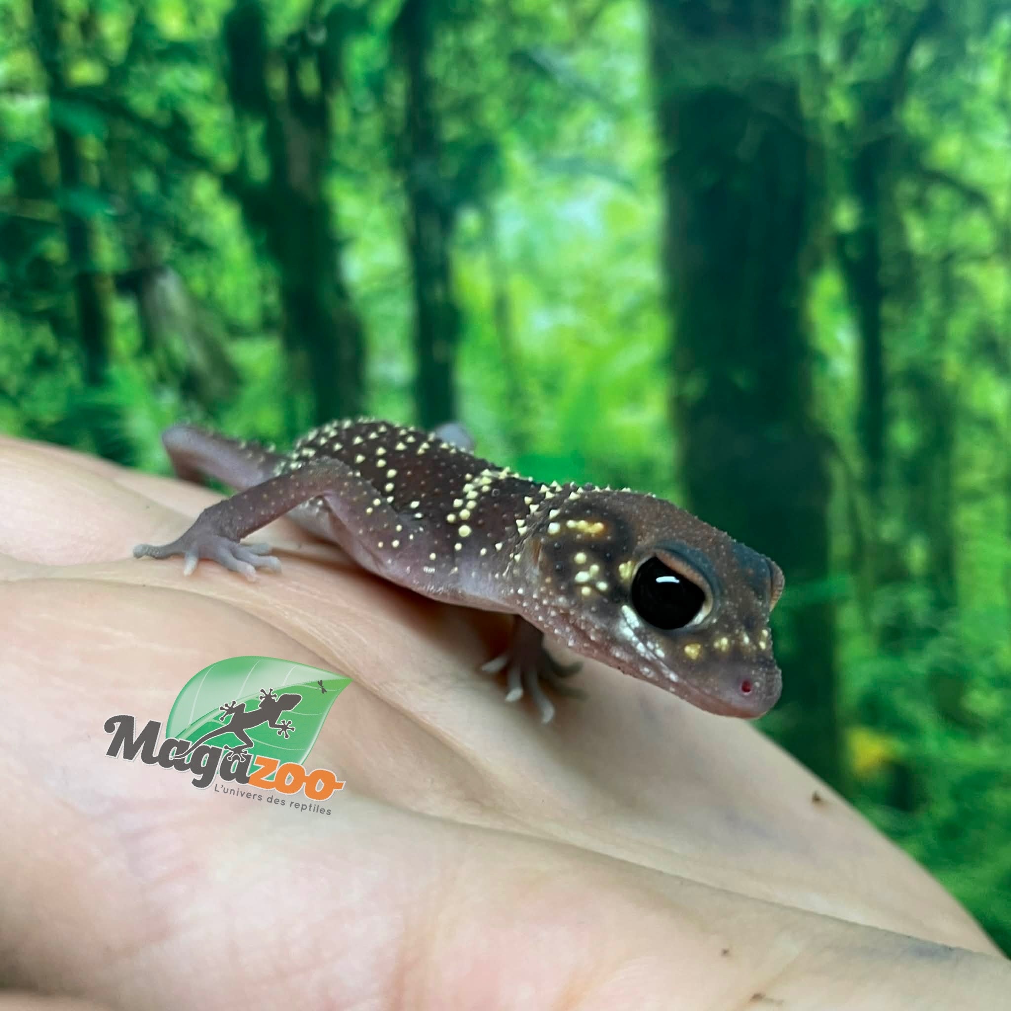 Magazoo Female Australian barking gecko #1