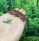 Magazoo Gecko aboyeur australien femelle (Australian barking gecko) #1