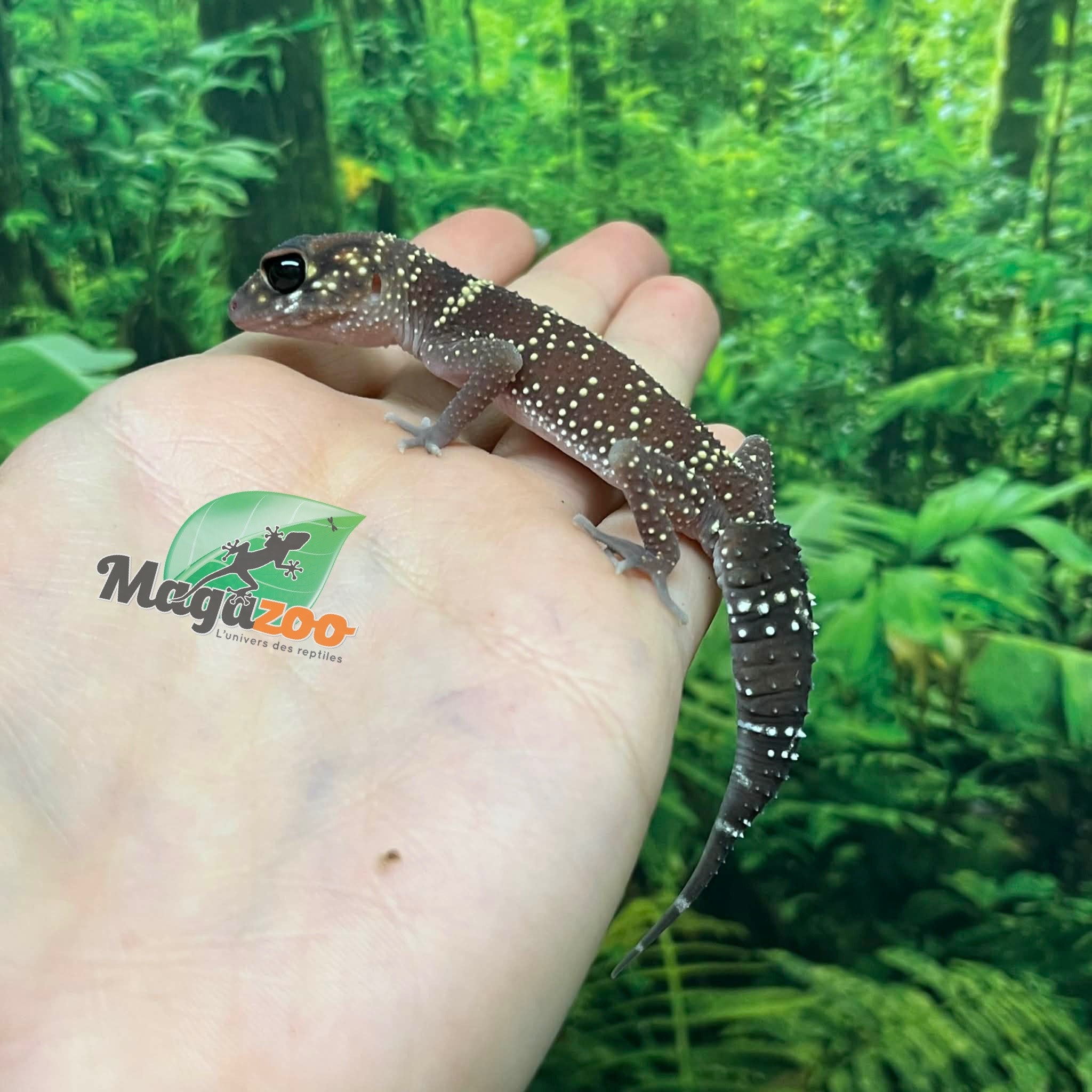 Magazoo Gecko aboyeur australien femelle (Australian barking gecko) #1