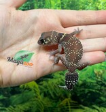 Magazoo Female Australian barking gecko #1
