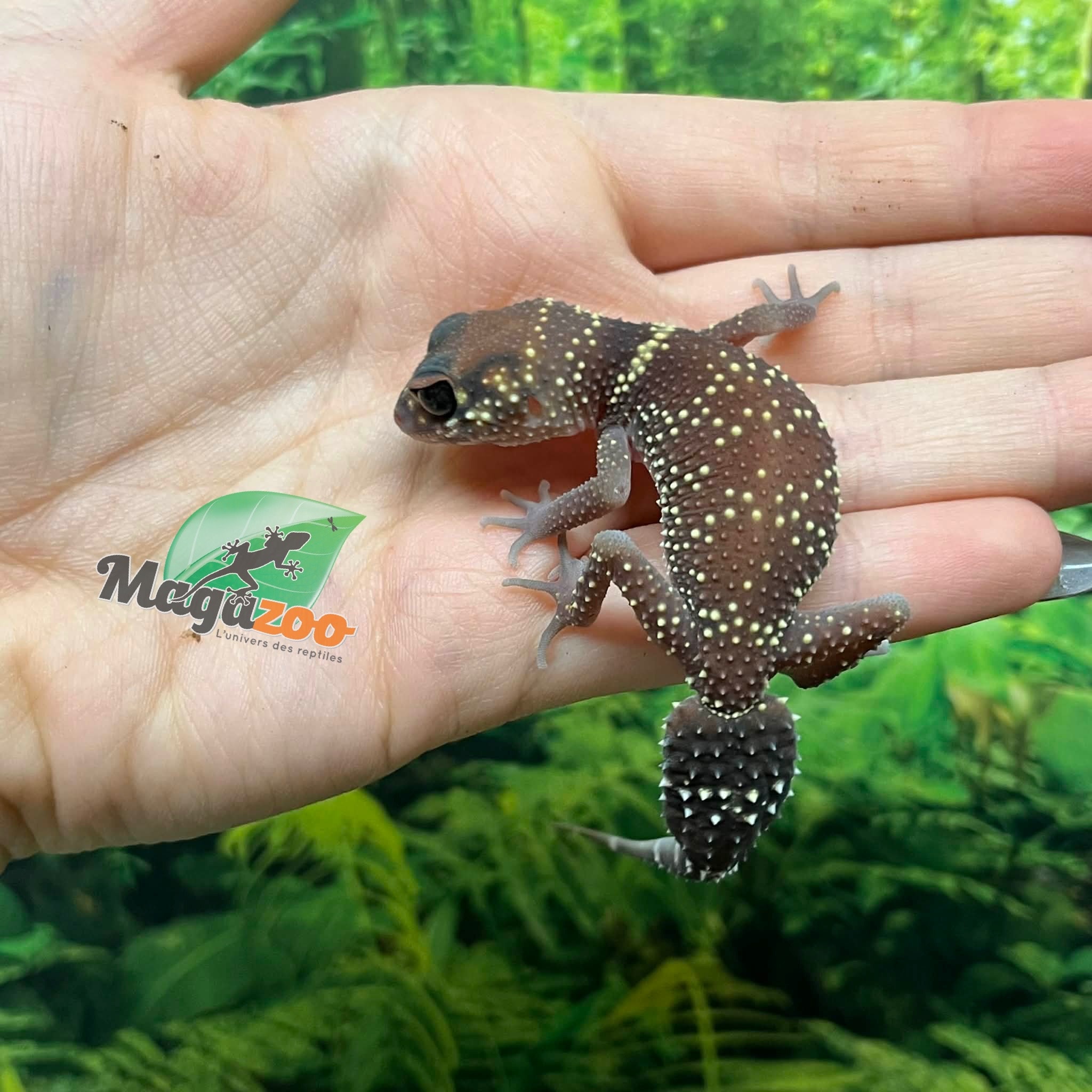 Magazoo Female Australian barking gecko #1