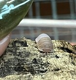 Magazoo Cloporte - Isopod  papaya 15 Cubaris murina