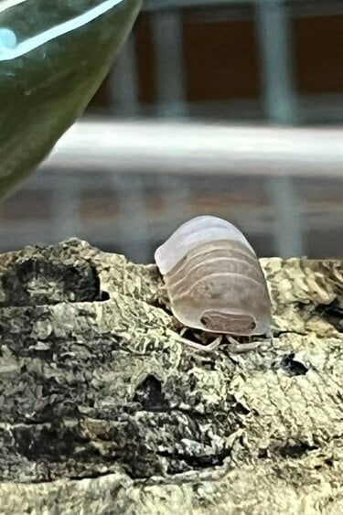 Magazoo Woodhouse - Isopod  papaya 15 Cubaris murina