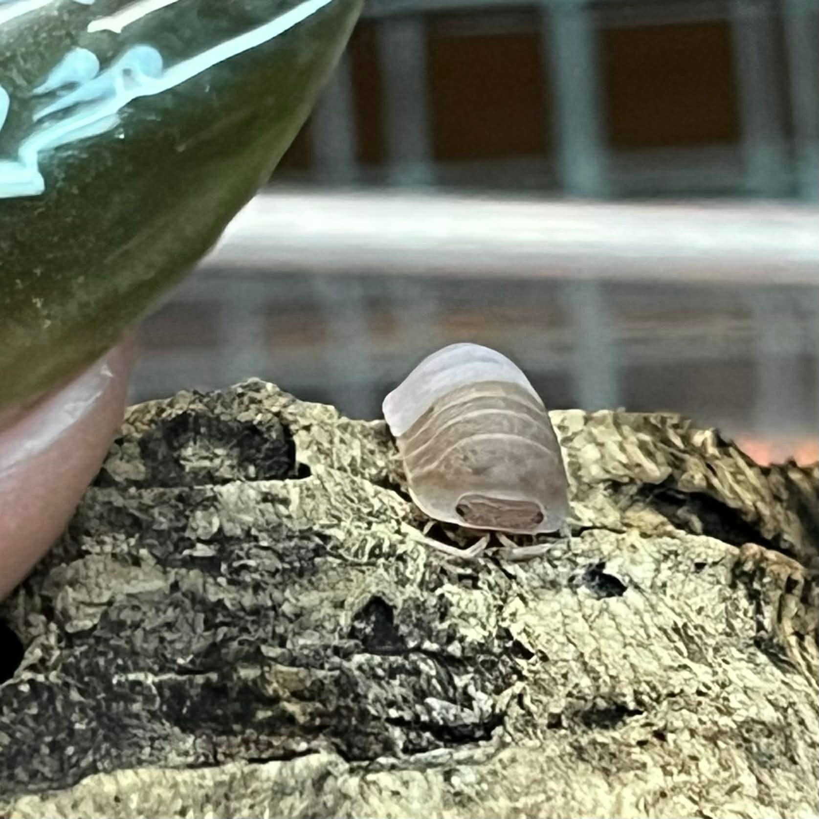 Magazoo Cloporte - Isopod  papaya 15 Cubaris murina