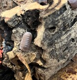 Magazoo Cloporte - Isopod  papaya 15 Cubaris murina