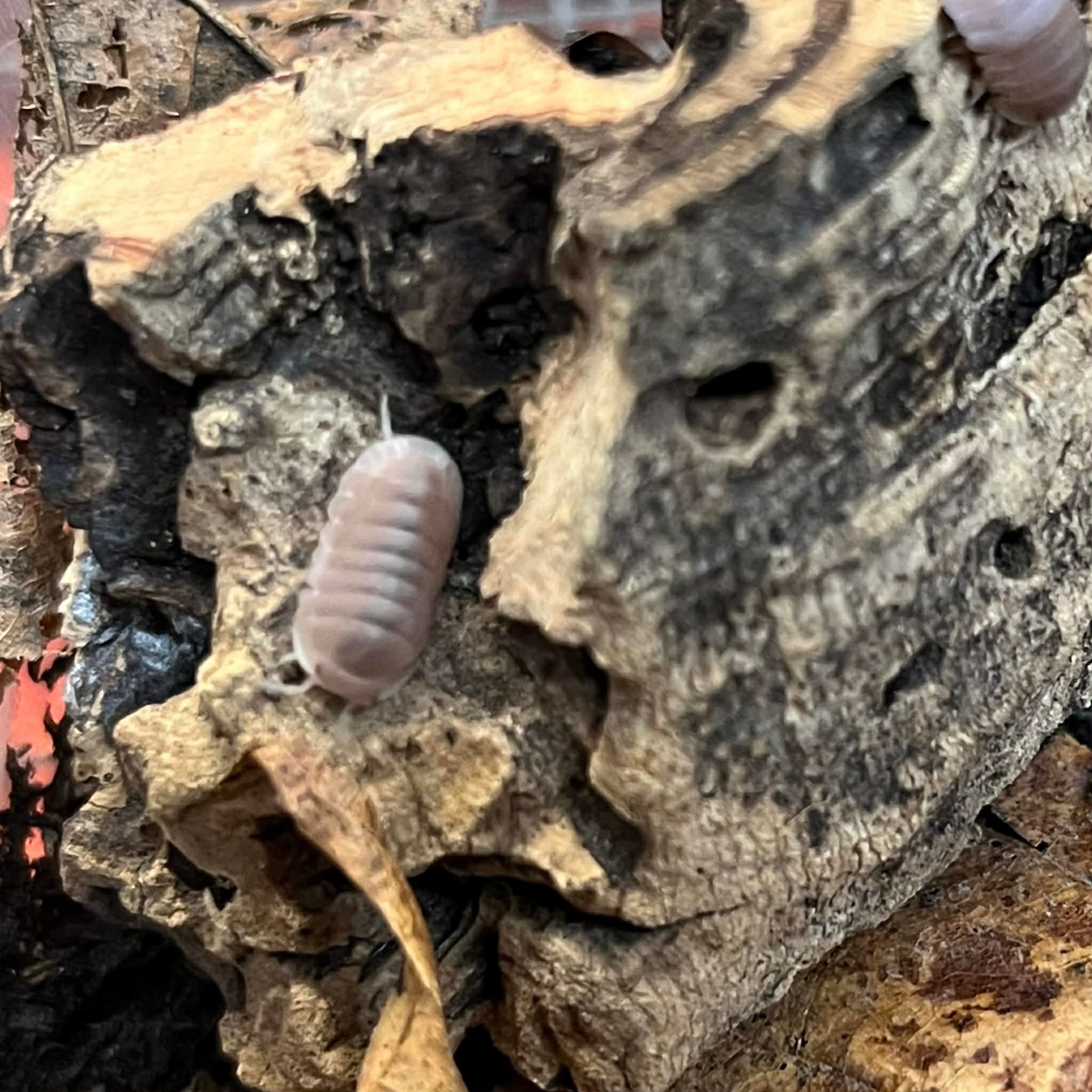 Magazoo Woodhouse - Isopod  papaya 15 Cubaris murina