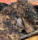 Magazoo Woodhouse - Isopod  papaya 15 Cubaris murina